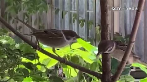 如何 讓麻雀 不要 來 築 巢|【麻雀做窩】麻雀飛進家裡築巢？居家風水大解析！